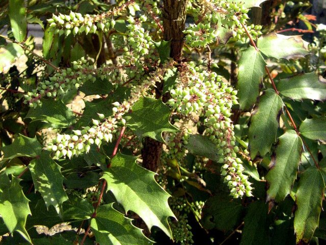 Mahonia mairei