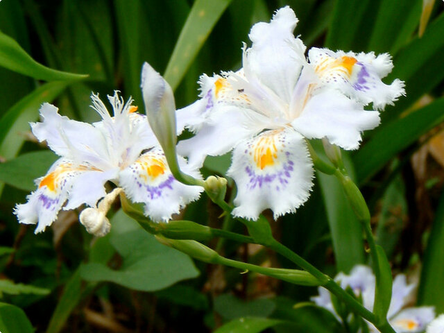 Iris japonica