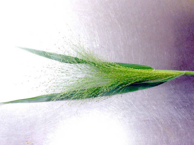 Panicum capillare