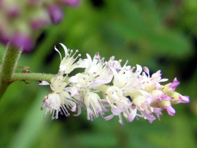 Astilbe microphyll