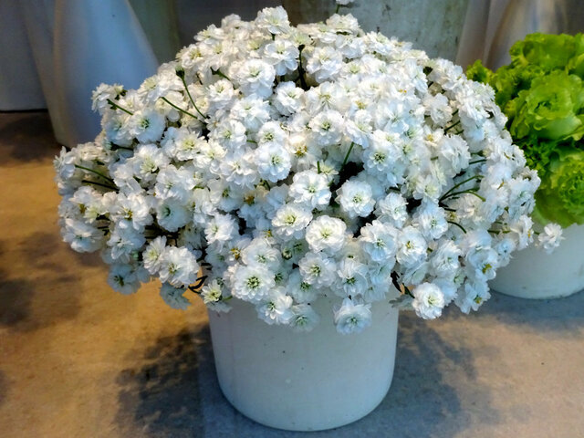 Gypsophila paniculata