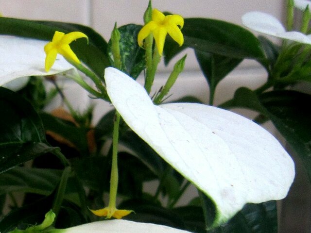 1月19日の誕生花 崑崙花 バンダ 松 雪柳 春蘭 科技研花图画书