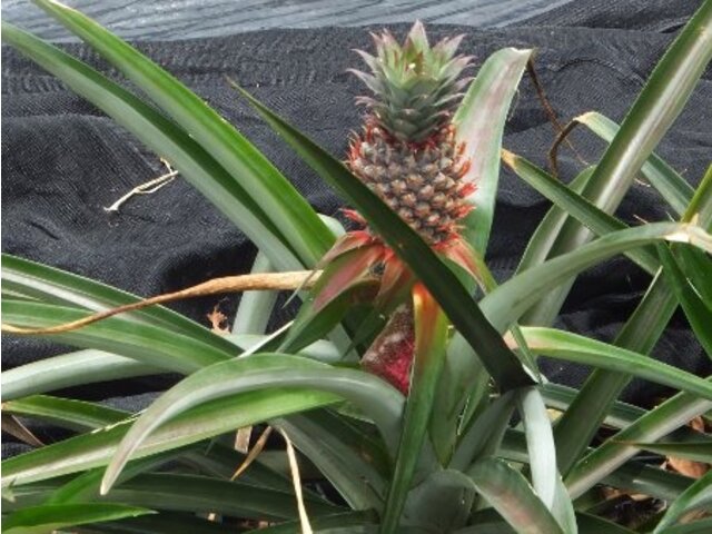 パイナップル Ananas Comosus かぎけん花図鑑 パイナップル Ananas Comosus かぎけん花図鑑