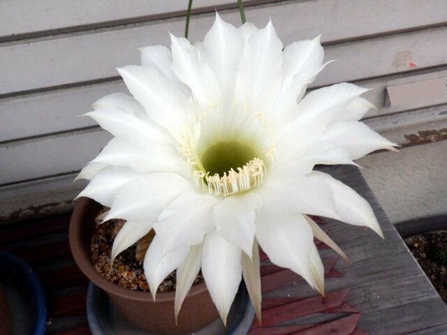 Echinopsis eyriesii