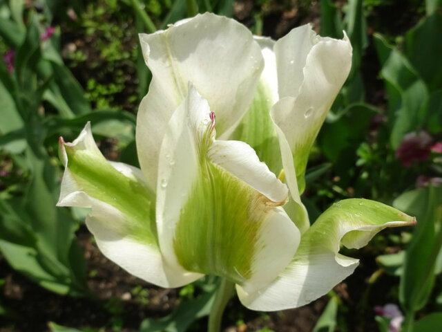 Tulip Spring Green