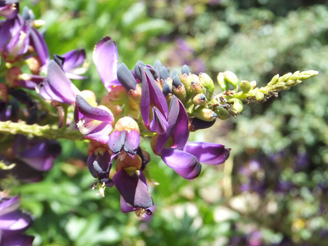 Callerya reticulata