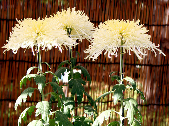 Shinseiko no asa (florists’ daisy)