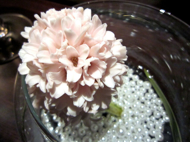 2月7日の誕生花 ヒヤシンス ウメ ワスレナグサ Flower Database