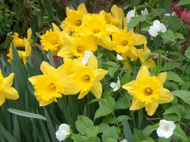 types-of-daffodils-narcissus