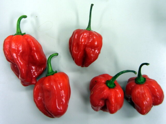 ハバネロ Capsicum Chinense かぎけん花図鑑