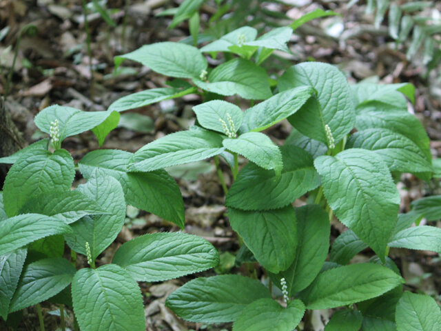 Chloranthus serratus