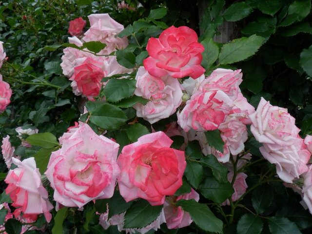 Rose 'Sakuragasumi' 