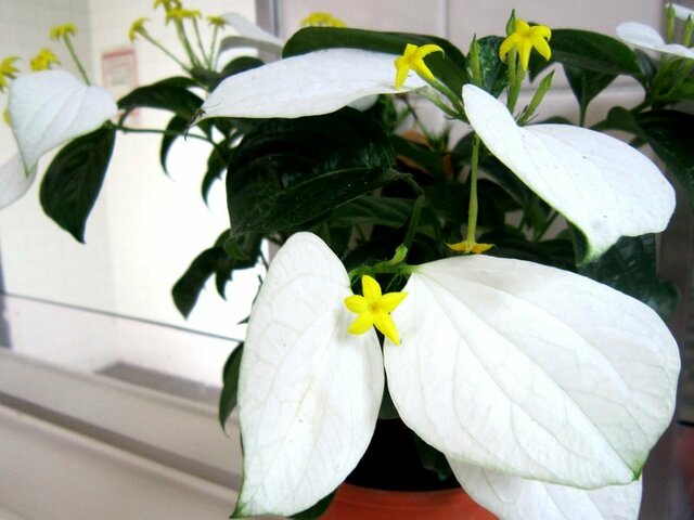 Mussaenda parviflora