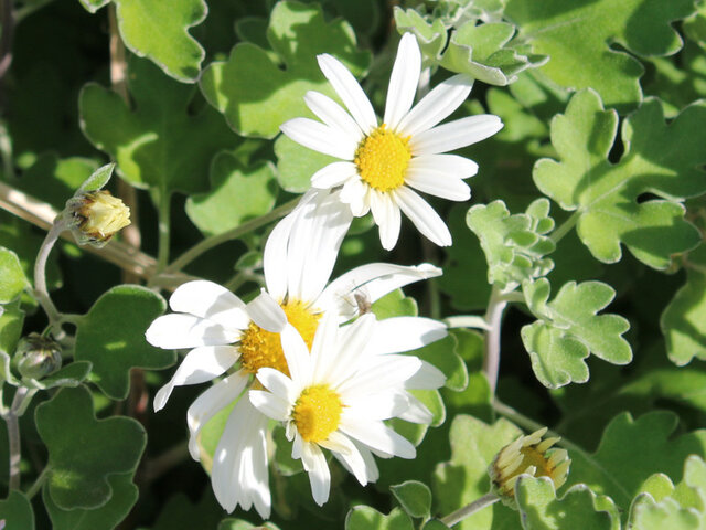 Chrysanthemum japonense