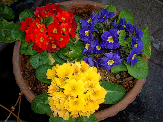 Primula