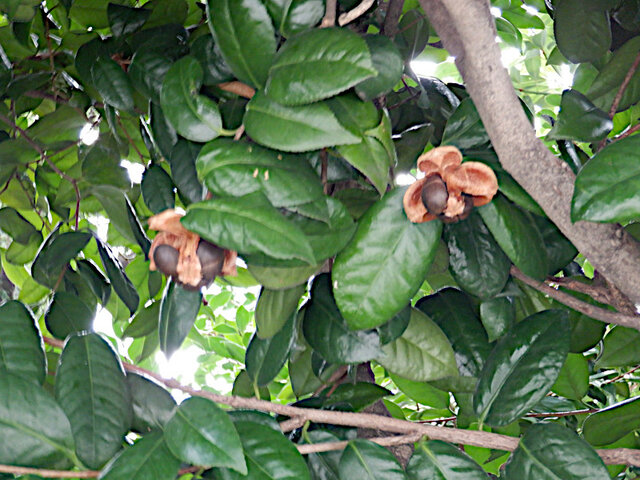 Camellia japonica