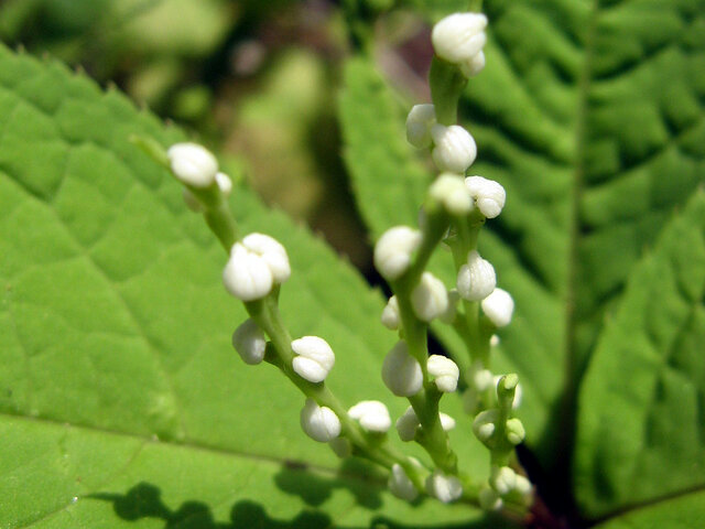 Chloranthus serratus