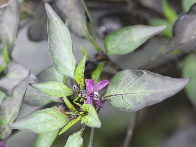  Capsicum annuum