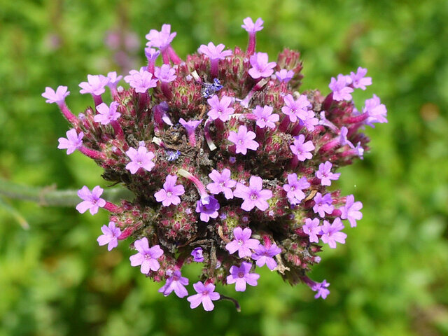 Cynoglossum amabile