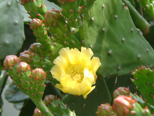 ウチワサボテン Opuntia Ficus Indhica かぎけん花図鑑