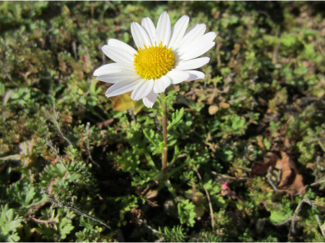 Zawadsky's chrysanthemum