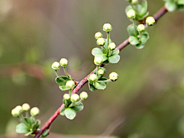 Bridalwreath spirea