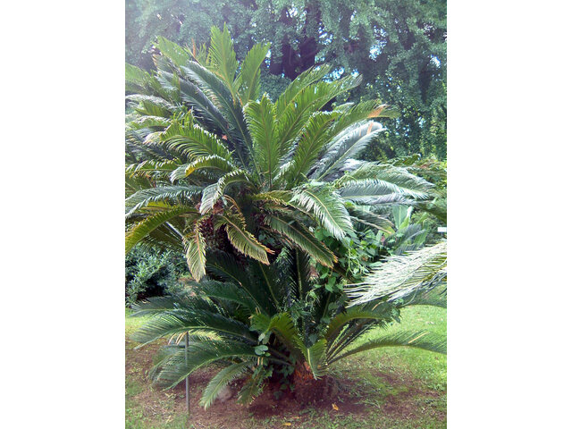 Cycas revoluta