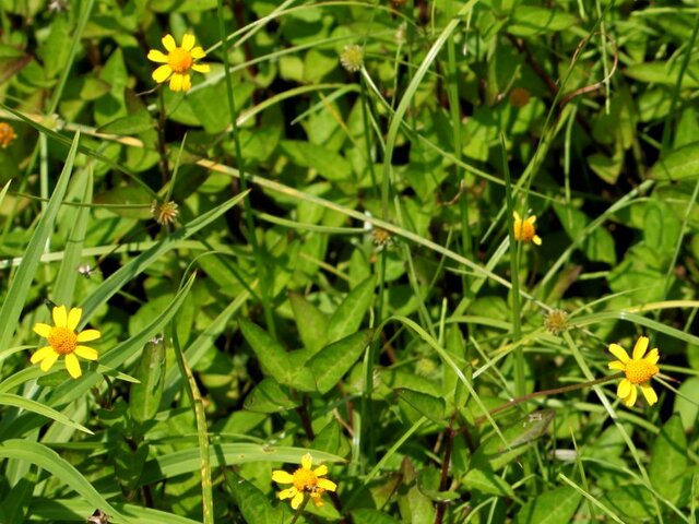 Spilanthes americana