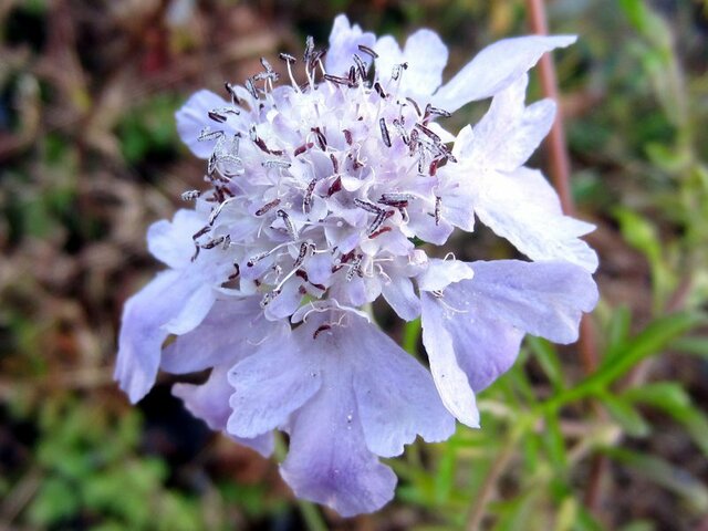 誕生花　6月30日　松虫草、梔子