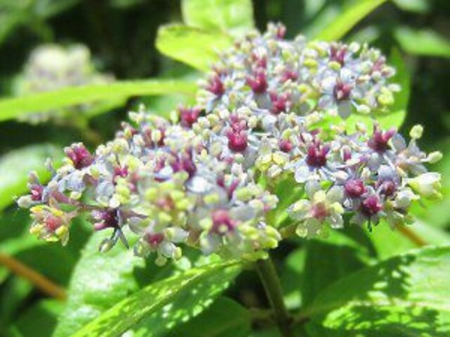 Hydrangea hybrid 'Iyo-komon'