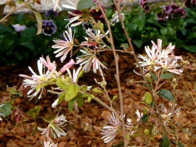 Chinese fringe flower