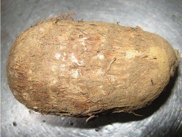 香芋 Colocasia Esculenta Ishikawa Wase 科技研花图画书