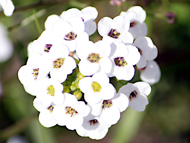 Alyssum