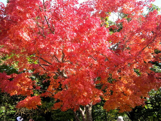 10月3日の誕生花 紅葉 かぎけん花図鑑