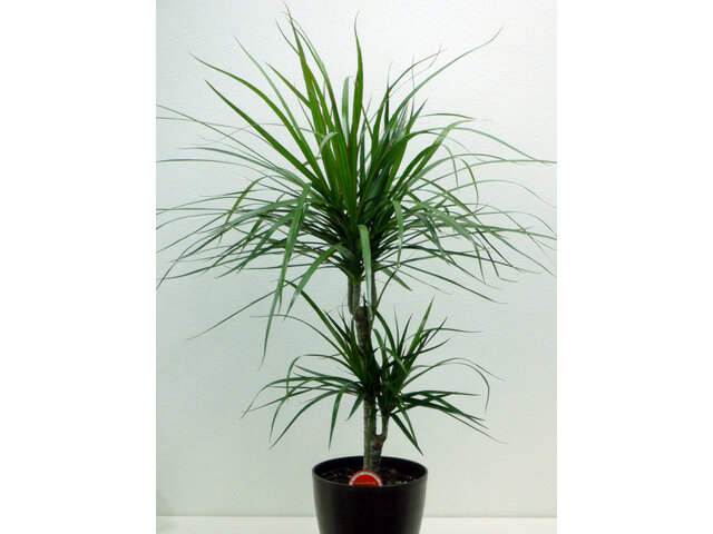 Dracaena marginata