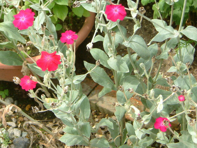 Lychnis coronaria