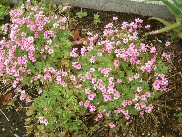 Jointed woodsorrel