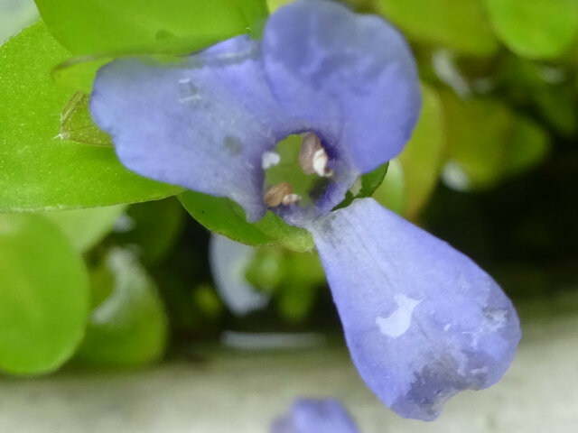 Bacopa caroliniana