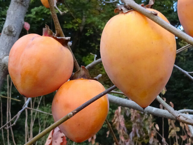 カキノキ | Diospyros kaki | かぎけん花図鑑