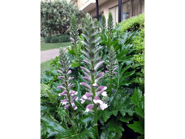 Acanthus