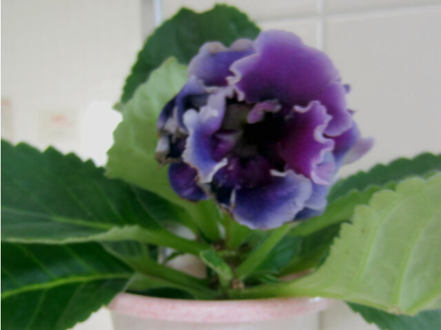 Gloxinia