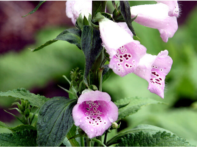 Digitalis