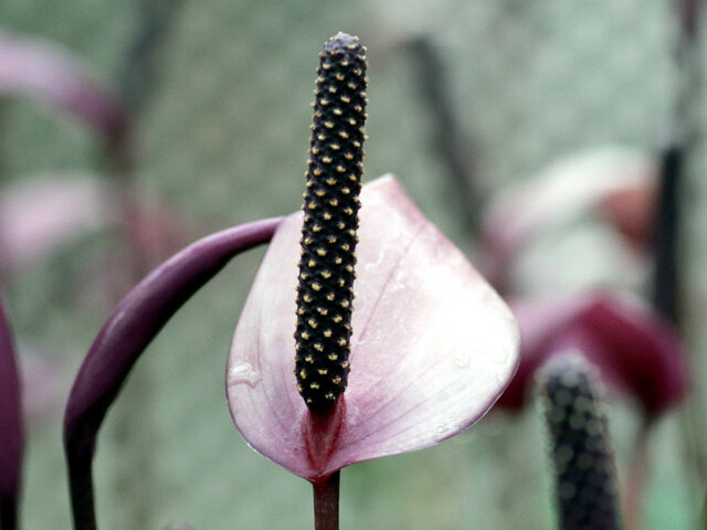 Anthurium