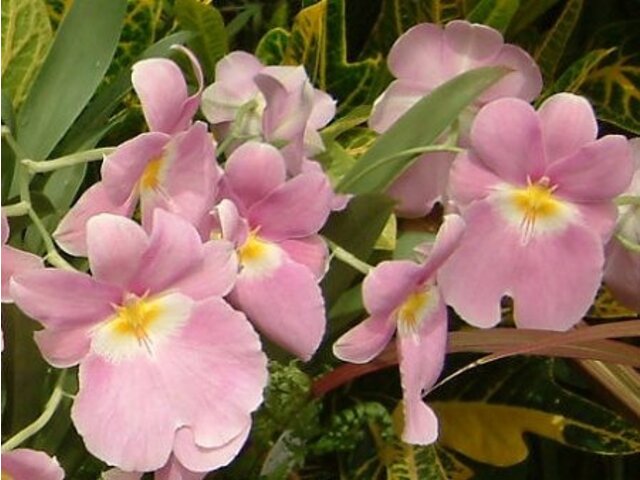 堇花兰 Miltonia 科技研花图画书