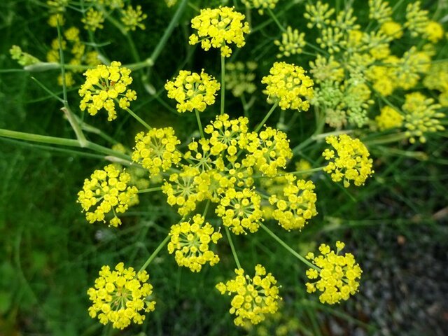 Fennel