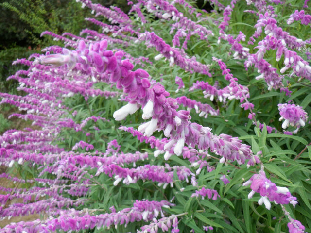 Salvia leucantha