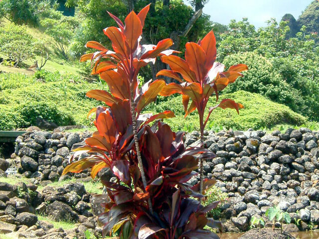 Cordyline Terminalis 'Lilinoe'