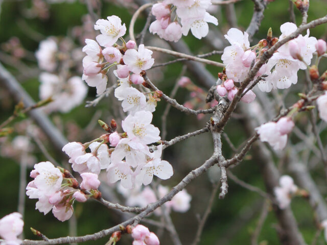 桜桃