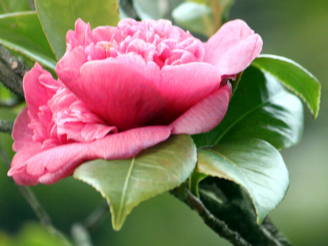 Camellia Dona Herzilia de Frietas Magalhaese