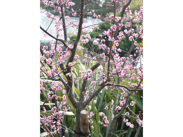 Prunus blirean 